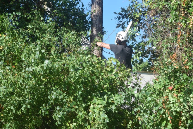 A worker cuts down a patch of Chinese Tallow trees. [Gatehouse File]