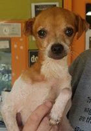 Hulk, an adult male Chihuahua, is available for adoption from SAFE Pet Rescue of Northeast Florida. Call 904-325-0196. Vaccinations are up to date.