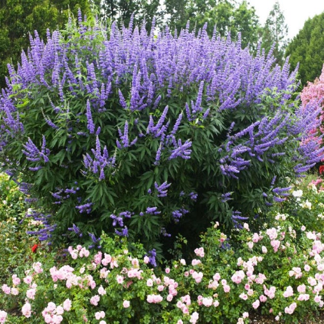 Vitex ’Shoal Creek’ is complemented by landscape roses in this garden. [Contributed photo]