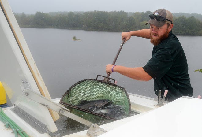 Matt Gideon of the Arkansas Game and Fish Commission battles the rain as he transfers more than 500 catfish into Wells Lake at the Janet Huckabee Arkansas River Valley Nature Center on Friday, Sept. 20, 2019. The total weight of the fish from the C.B. 'Charlie' Craig State Fish Hatchery was approximately 800 pounds. The center's Fab Five and Marksmanship Challenge event will be held today starting at noon. [BRIAN D. SANDERFORD/TIMES RECORD]
