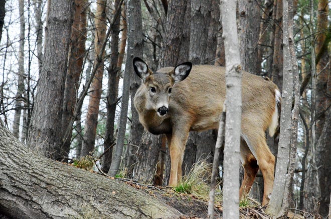 The Michigan departments of Health and Human Services and Natural Resources are reminding hunters of the Do Not Eat advisory for deer taken within five miles of Clark's Marsh in Oscoda Township due to PFOS. File photo