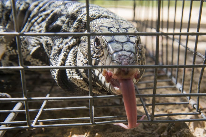 Like other lizards, the tegu uses its tongue to smell the air around it. The invasive species have been reported in the wild in Tattnall and Toombs counties, where wildlife researchers and trying to eradicate them before they establish themselves in south Georgia.The numbers so far are making wildlife officials hopeful they can eradicate tegus before they impact Georgia native wildlife. [Will Peebles/Savannahnow.com]