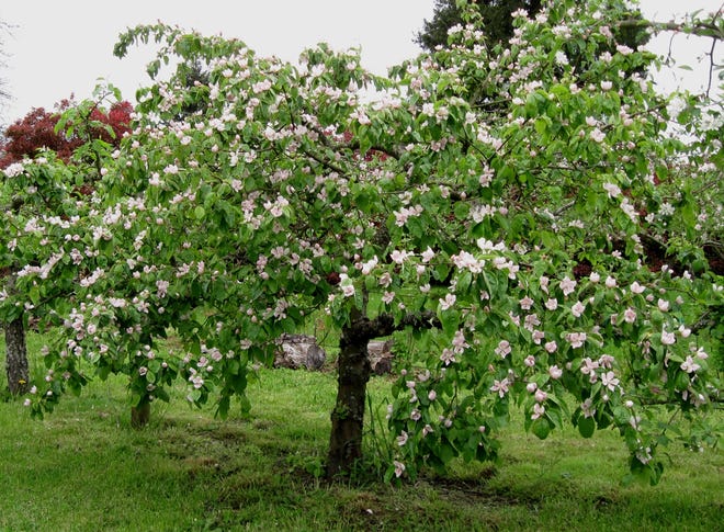 A quince tree in bloom. [University of Missouri Division of Plant Sciences]
