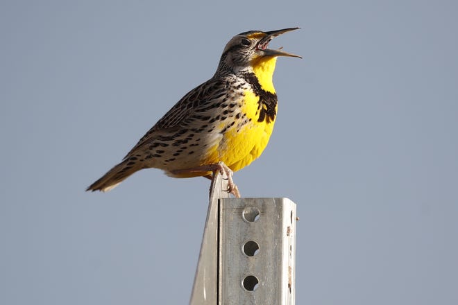 This April 14 file photo shows a western meadowlark in the Rocky Mountain Arsenal National Wildlife Refuge in Commerce City, Colo. According to a study released on Thursday, North America's skies are lonelier and quieter as nearly 3 billion fewer wild birds soar in the air than in 1970. Some of the most common and recognizable birds are taking the biggest hits, even though they are not near disappearing yet. The population of eastern meadowlarks has shriveled by more than three-quarters with the western meadowlark nearly as hard hit. [David Zalubowski/The Associated Press/File]