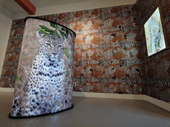 “Mama Leopard Guarding Her Litter,” a five-foot tall, illuminated, wraparound photo is part of E.A. Kahane's exhibit at Jessica Hagen Fine Art + Design. [ALEXANDER CASTRO PHOTO]