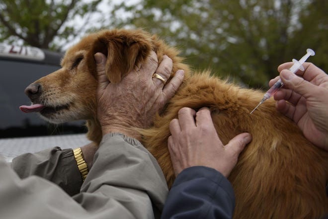 Red, a 12-year-old golden retriever, receives a rabies vaccine administered by Dr. Kim Krivit while being comforted by owner Donald Raynor on March 27, 2018. [Melissa Sue Gerrits/The Fayetteville Observer]