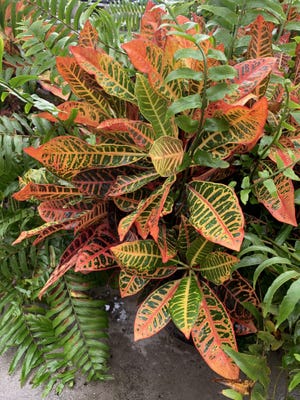 Croton comes in a variety of colors. The plants don't handle cold well, so should be brought inside during winter. [Paula Weatherby/UF/IFAS]