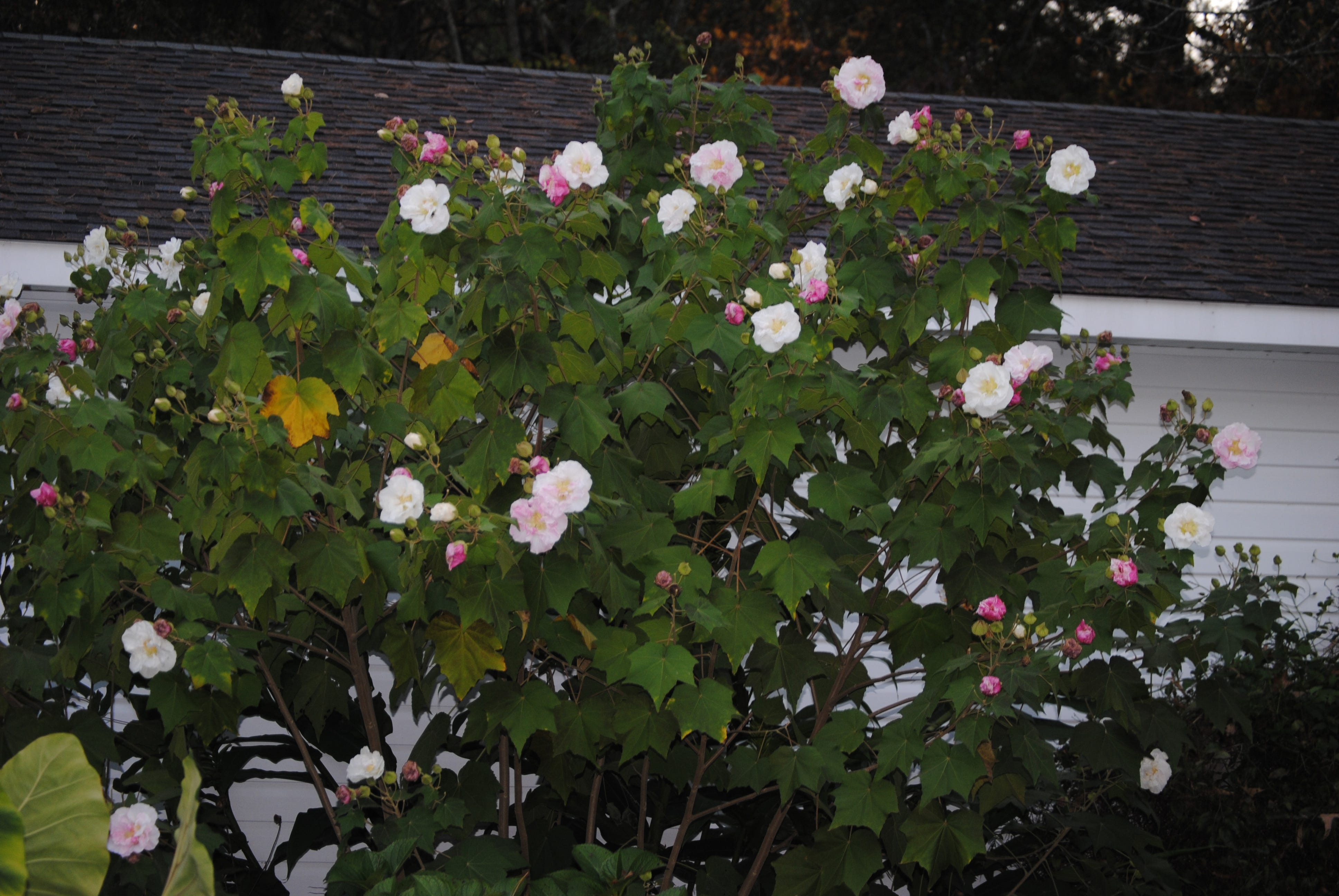 Confederate Rose Actually Is A Hibiscus