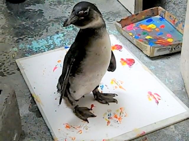 Embry, a South African Penguin at the Pueblo Zoo, becomes an artist for the Pueblo Zoo's animal art show on Saturday. [Courtesy Photo/The Pueblo Zoo]