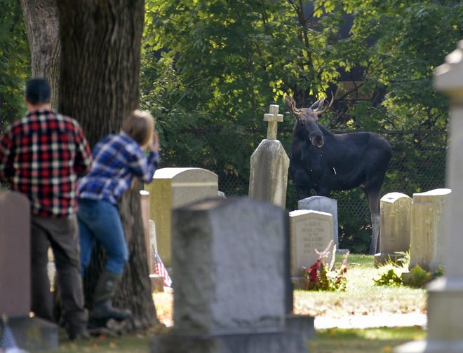 Watching the moose from a distance are Ethan LaPlante, a wildlife technician, and Susan McCarthy, a wildlife biologist. McCarthy is photographing the moose with her phone. The moose was roaming St. John's Cemetery in Worcester on Monday. [Telegram & Gazette Photo | Christine Peterson]