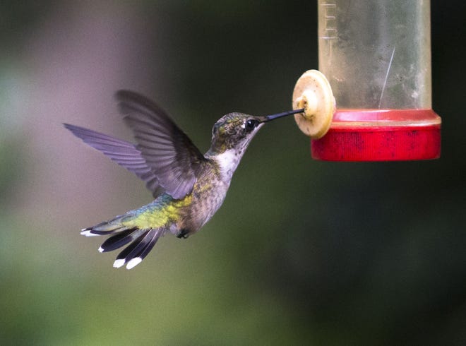 A hummingbird feeds from nectar at Al Foster's backyard on Monday, Aug. 19, 2019 in Summerville, S.C. (Andrew J. Whitaker/The Post And Courier via AP)