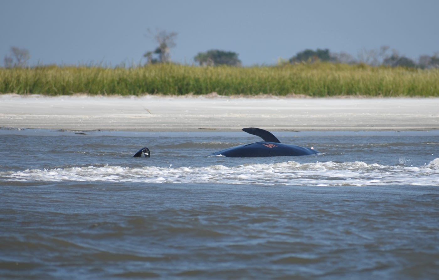 Whales from Georgia stranding beach themselves in South Carolina