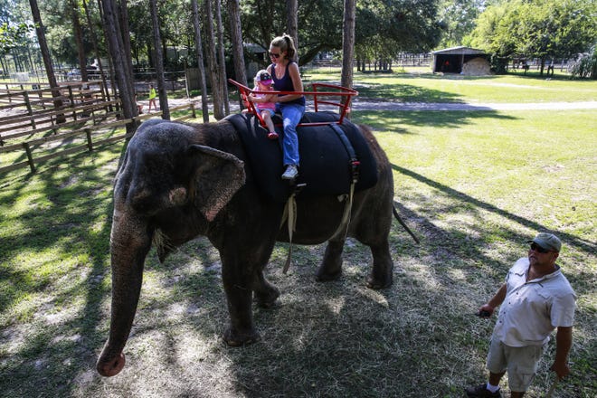 A woman and her daughter ride Roxy, a 56-year-old Asian elephant, during Elephant Appreciation Day at Two Tails Ranch in Williston in 2016. [The Gainesville Sun/File]