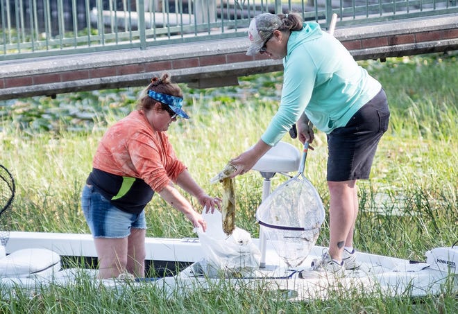 Women pull trash from Lake Eustis near Ferran Park during a spring Clean Up Eustis event. [Clean Up Eustis/Facebook]