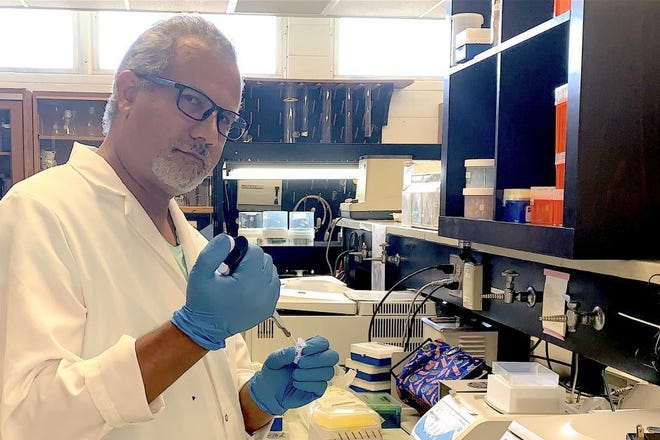 Nabil Killiny, associate professor of plant pathology, checks bacteria samples at the University of Florida's Citrus Research and Education Center in Lake Wales. He provided vital information to a team of Washington State University researchers that recently made a big breakthrough in the battle against citrus greening disease.