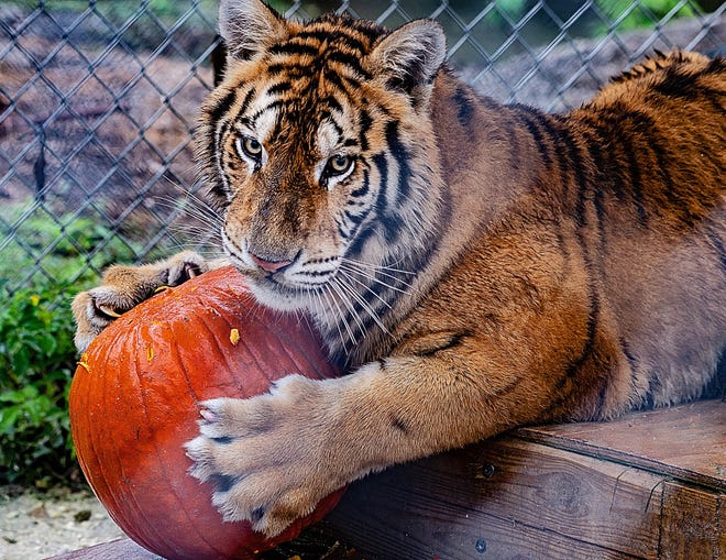 A female juvenile tiger plays with a pumpkin at the St. Augustine Wild Reserve on Monday. The reserve is a rescue center for unwanted exotic animals that is home to a collection of big cats, wolves, hyenas, and a bear. [PETER WILLOTT/THE RECORD]