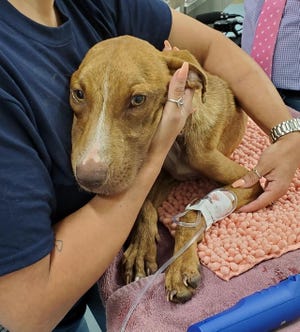 Miracle was found, barely alive, by a heat-seeking, infrared drone from Douglas Thron Aerial Cinematography Friday morning in the Bahamas. He was flown to Big Dog Ranch Rescue for rehabilitation. [WENDY RHODES/PALM BEACH DAILY NEWS]
