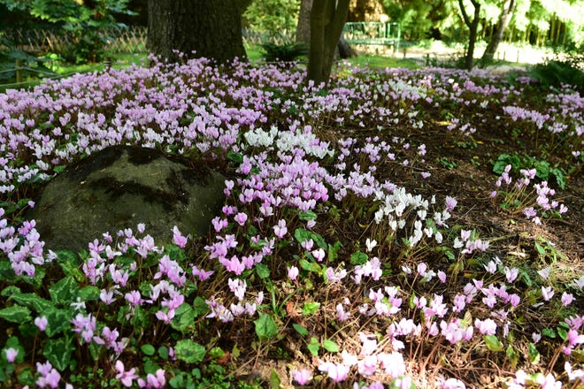 Cyclamen give the woodland garden a splash of color. They pop up out of the ground in shades of rose pink, light pink and white. [Betty Montgomery]
