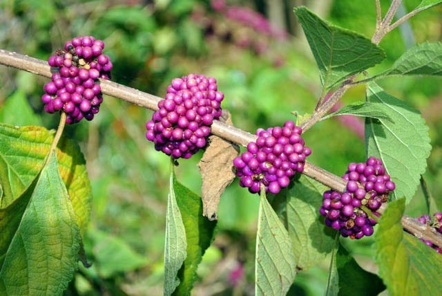 Beautyberry is a deciduous shrub that grows 4 to 6 feet tall and wide. [gardenia.net]