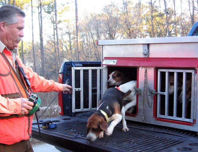 Dewayne Weir of Onslow County carries his rabbit hunting beagles in a full-size dog box that offers comfort and safety. He says his dogs are too valuable and too dear to haul in substandard conditions. [Ed Wall / GateHouse Media Correspondent]