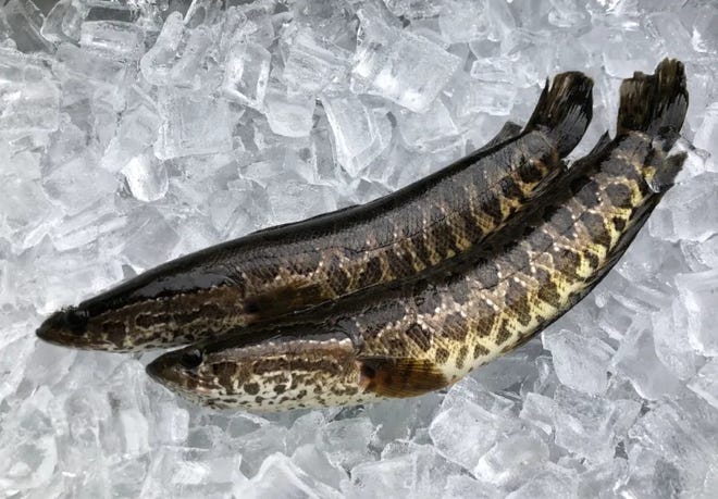 Juvenile northern snakehead [Photo by Georgia Department of Natural Resources]