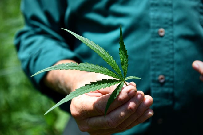 It will become legal to grow hemp in Texas in 2020, but industry experts say they are concerned the crop won't live up to the hype for Texas growers. [Katherine Frey /The Washington Post]