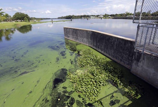 An algae bloom is seem on the Caloosahatchee River at the W.P. Franklin Lock and Dam in 2018. [AP Photo/Lynne Sladky, File]