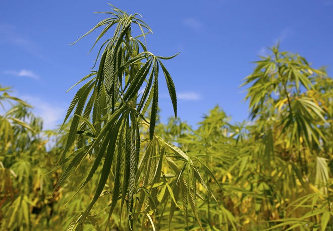 Industrial hemp is being studied by the University of Florida at sites across the state, but the university's Apopka research facility is focused on CBD hemp to meet demand for cannabidiol. [BRAD McCLENNY/GATEHOUSE FLORIDA]