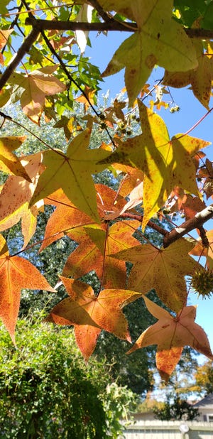 It has taken a bit longer than usual, but leaves are starting to change colors around the Tuscarawas Valley. Sally Baker of Dover snapped this shot of the sun shining on some leaves. If you see a pretty fall scene and would like to share it with our readers, email a .jpg image to Interactive Editor Joe Wright at joe.wright@TimesReporter.com. Include information about the picture, along with your name and hometown, for the photo caption. You might see your photo in an upcoming edition of The Times-Reporter.