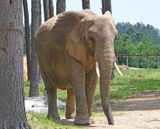 The USDA has revoked the Animal Welfare Act license of Hugh Liebel, a Davenport man who used to exhibit the elephant known as Nosey, pictured. [COURTESY PHOTO ELEPHANTS.COM]