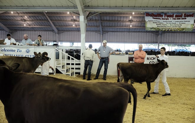 Livestock judging at the Georgia-Carolina State Fair will include dairy and beef cattle, swine and goats, and, this year, sheep. [File/The Augusta Chronicle]