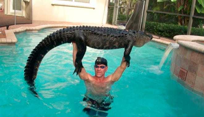 In this Wednesday, Oct. 15, 2019 handout photo shows Paul Bedard raising a 9-foot alligator over his head at a home in Parkland, Fla. Bedard, a local trapper, removed the nuisance reptile that had jumped into a customers pool. Bedard stars in the Animal Planet show "Gator Boys." (Paul Bedard via AP)
