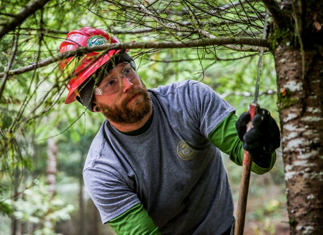 Matthew Grimes works to remove low-growing branches and plants that would create a path for a wildfire to travel from the ground and into the tree canopy. The fuel removed from the site today will be cut down into wood chips. [Dana Sparks/The Register-Guard] - registerguard.com