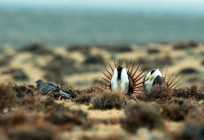 A male sage grouse trying to impress a group of hens, at left, near the base of the Rattlesnake Range in southwest Natrona County, Wyo. Montana, Wyoming and other Western states are reporting population declines for the birds in 2019. [Alan Rogers/The Casper Star-Tribune, 2014]