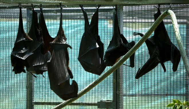 Bat Fest happens Saturday at the sanctuary just north of Gainesville. The Lubee Bat Conservancy and LifeSouth are teaming up for a blood-drive challenge at the event. [Brad McClenny/The Gainesville Sun]
