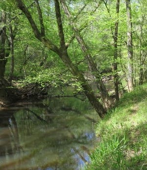 The 170-acre propert features mature hardwood forest and frontage along McLendons Creek. [Contributed photo]