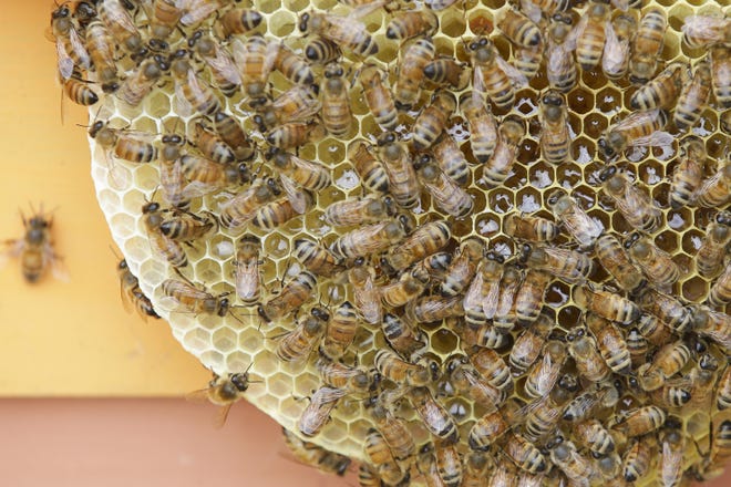 Honey bees congregate on a honeycomb as their hives receive routine maintenance. [AP Photo/John Minchillo, File]