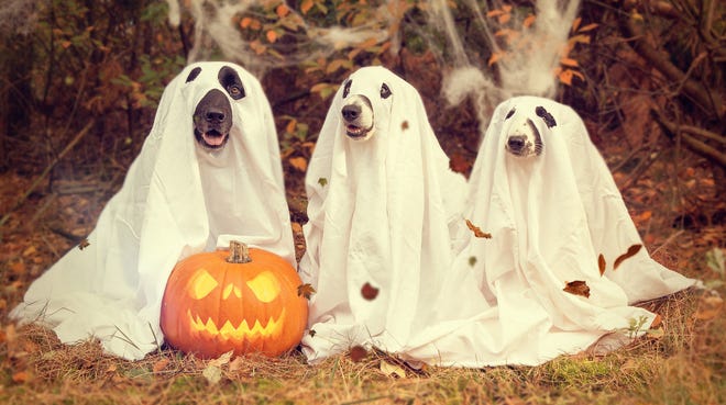 Halloween events for adults, children and pets during October. [Stock photo]