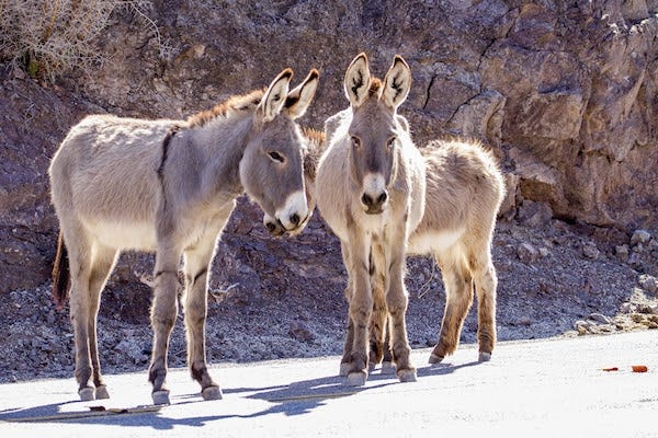 Since May, 46 wild burro carcasses with gunshot wounds have been found along Interstate 15 between Halloran Springs and Primm, Nevada. [Photo courtesy of the Bureau of Land Management]