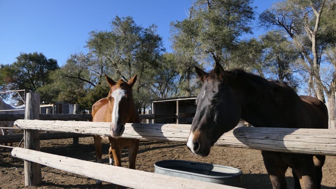 Rescued horses relax at Storm Creek Horse Co. Farm & Rescue, a nonprofit rescue farm. [Alice Mannette/HutchNews]