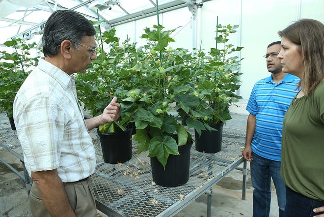 Dr. Keerti Rathore discusses the ultra low gossypol cotton with his team, Dr. Devendra Pandeya and LeAnne Campbell.
 [Beth Luedeker/Texas A&M AgriLife]
