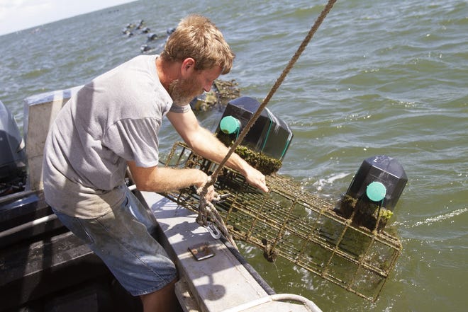 James Johnson of Grand Isle Sea Farms pulls in an oyster cage from Caminada Bay earlier this month. [Halle Parker/Staff -- houmatoday/dailycomet]
