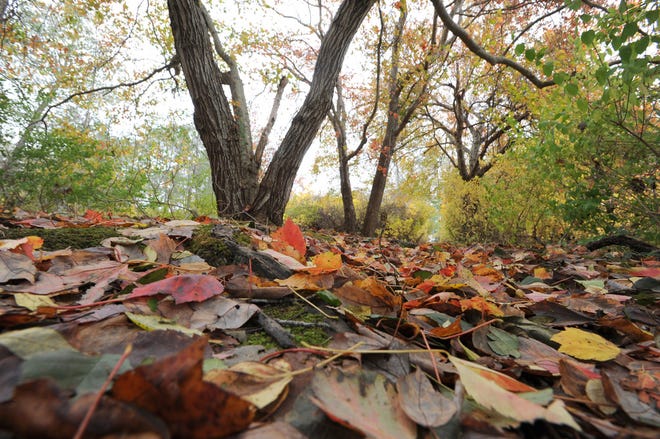 Fallen leaves cover the ground at Bound Brook Conservation Area.