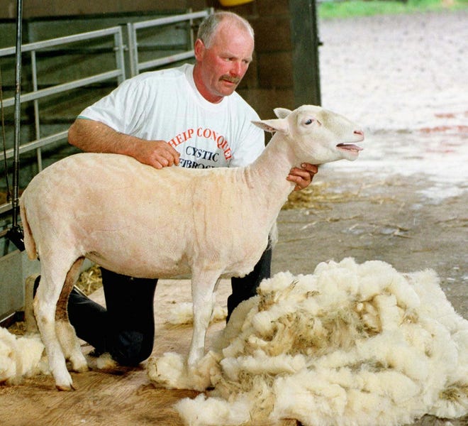 Dolly the sheep, who achieved fame as the world's first ever cloned animal, is displayed with her fleece after being sheared by World champion shearer Geordie Bayne from Hawick, Scotland. [AP Photo/ Ian Stewart]