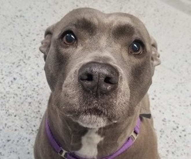 Five-year-old Mia is available for adoption in Cranston. [Cranston Animal Shelter]