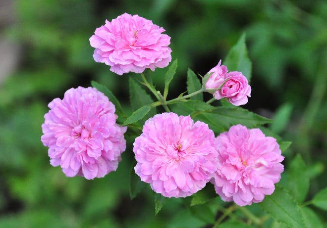 Caldwell Pink is a polyantha that produces clusters of flowers in shades of pink throughout summer and fall. [PHOTO COURTESY OF PAT ROBBINS, MASTER GARDENER]