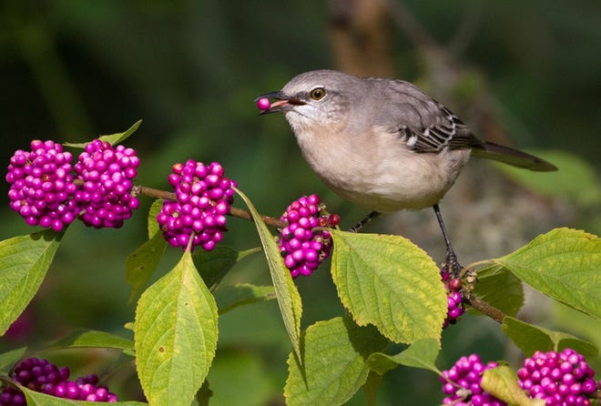 Northern mockingbird dines on beauty berries. [Diana Churchill/For Bluffton Today]