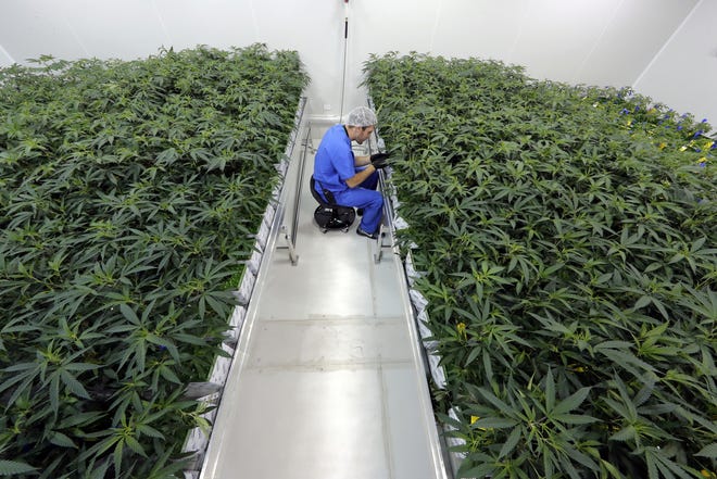 Grow manager Thomas Uhle tends to marijuana plants growing Aug. 6 at GB Sciences Louisiana in Baton Rouge. [AP/File]