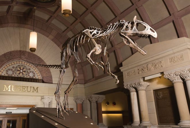 Cryolophosaurus ellioti at Orton Geological Museum
