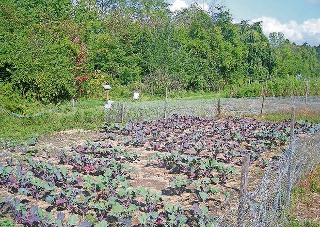 Kale growing in the field at D-Town Farm in Detroit. [MICHAEL BARERA/WIKIMEDIA COMMONS]